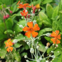 Primula cockburniana orange